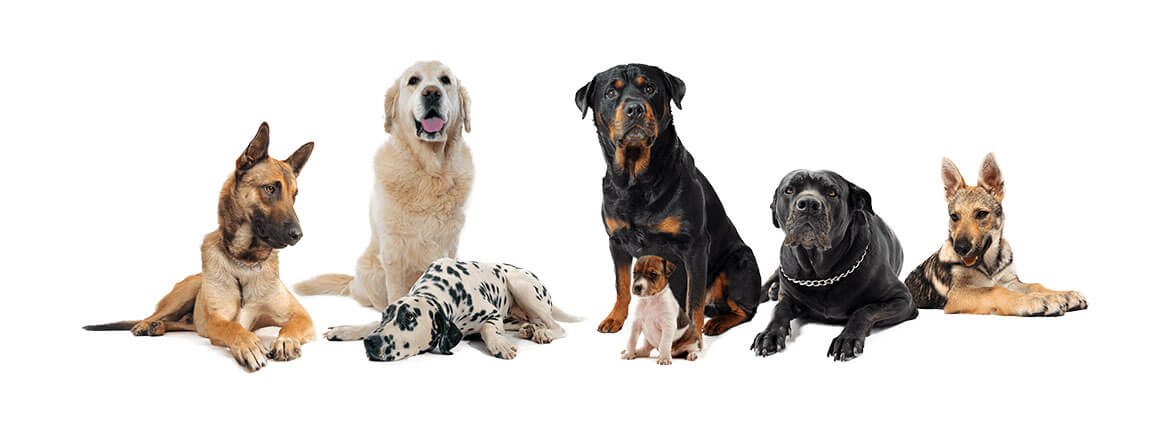 Loki's Canine Cuts: Pet Grooming, Microchipping & Shop