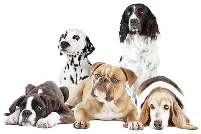 Loki's Canine Cuts: Gallery