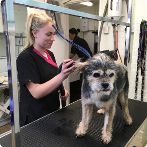 Loki's Canine Cuts: Gallery