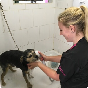 Loki's Canine Cuts: Gallery