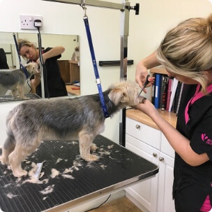 Loki's Canine Cuts: Gallery