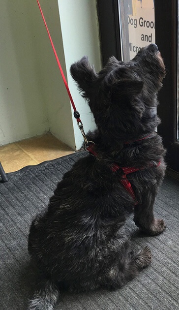 Loki's Canine Cuts: Gallery
